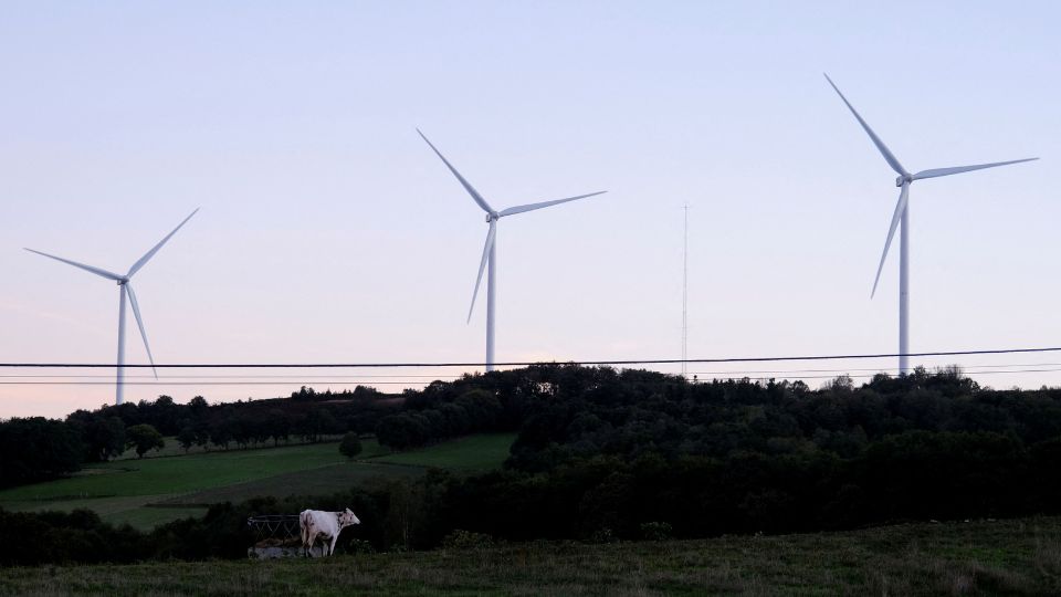 Wind turbines in front of a cow at Paradela's City Council, in Galicia, Spain. /Nacho Doce/File/Reuters